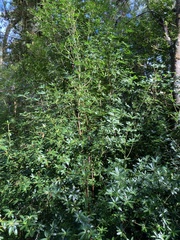 Acradenia frankliniae