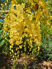 Cassia fistula