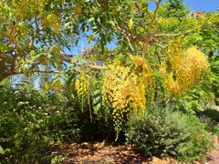 Cassia fistula