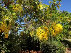 Cassia fistula