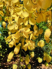 Cassia fistula