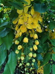 Cassia fistula