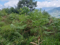 Pteridium revolutum
