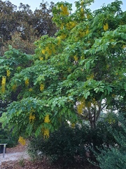 Cassia fistula