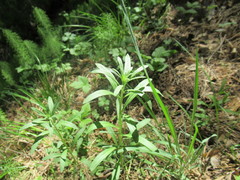 Erysimum hieraciifolium