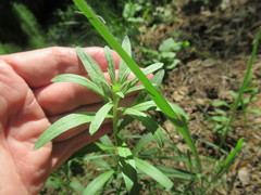 Erysimum hieraciifolium