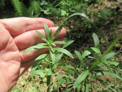 Erysimum hieraciifolium