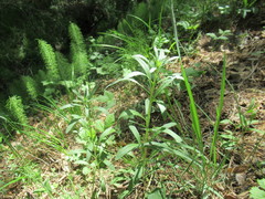 Erysimum hieraciifolium