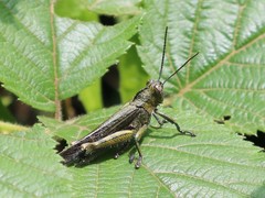 Abisares viridipennis