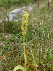 Neotinea maculata