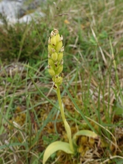 Neotinea maculata