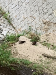 Anas zonorhyncha