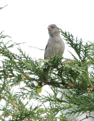 Passer domesticus