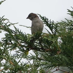 Passer domesticus