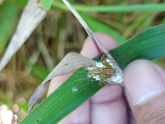 Oxyopes lineatipes