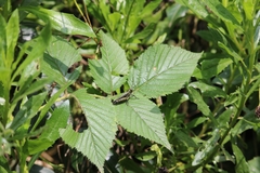 Abisares viridipennis