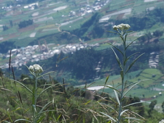 Anaphalis longifolia