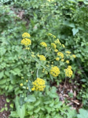 Bupleurum longifolium