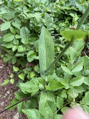 Bupleurum longifolium