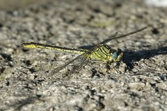 Gomphus pulchellus