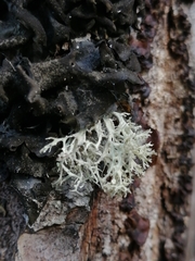 Ramalina vogulica