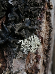 Ramalina vogulica