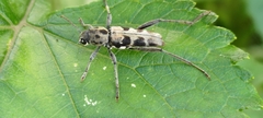 Chlorophorus signaticollis