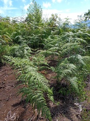 Pteridium revolutum