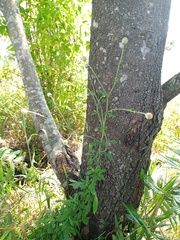 Dichrocephala chrysanthemifolia