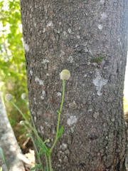 Dichrocephala chrysanthemifolia