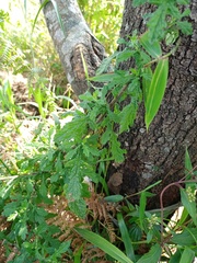 Dichrocephala chrysanthemifolia