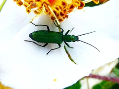Chrysanthia viridissima