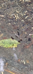 Gerris gracilicornis