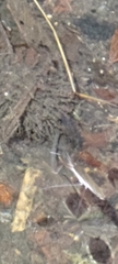 Gerris gracilicornis