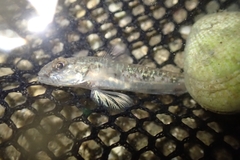 Favonigobius exquisitus