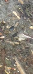 Gerris gracilicornis