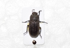 Gonocephalum rusticum