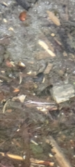 Gerris gracilicornis