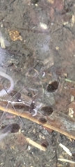Gerris gracilicornis