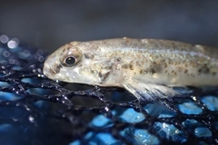 Favonigobius exquisitus