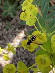 Chrysotoxum intermedium