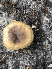 Russula pulverulenta