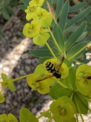Chrysotoxum intermedium