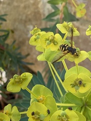 Chrysotoxum intermedium