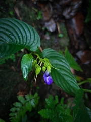 Rhynchoglossum klugioides