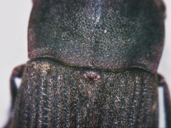 Gonocephalum rusticum