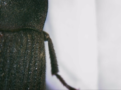 Gonocephalum rusticum