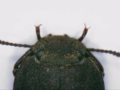 Gonocephalum rusticum