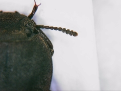 Gonocephalum rusticum