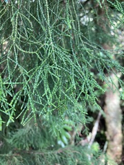 Lagarostrobos franklinii